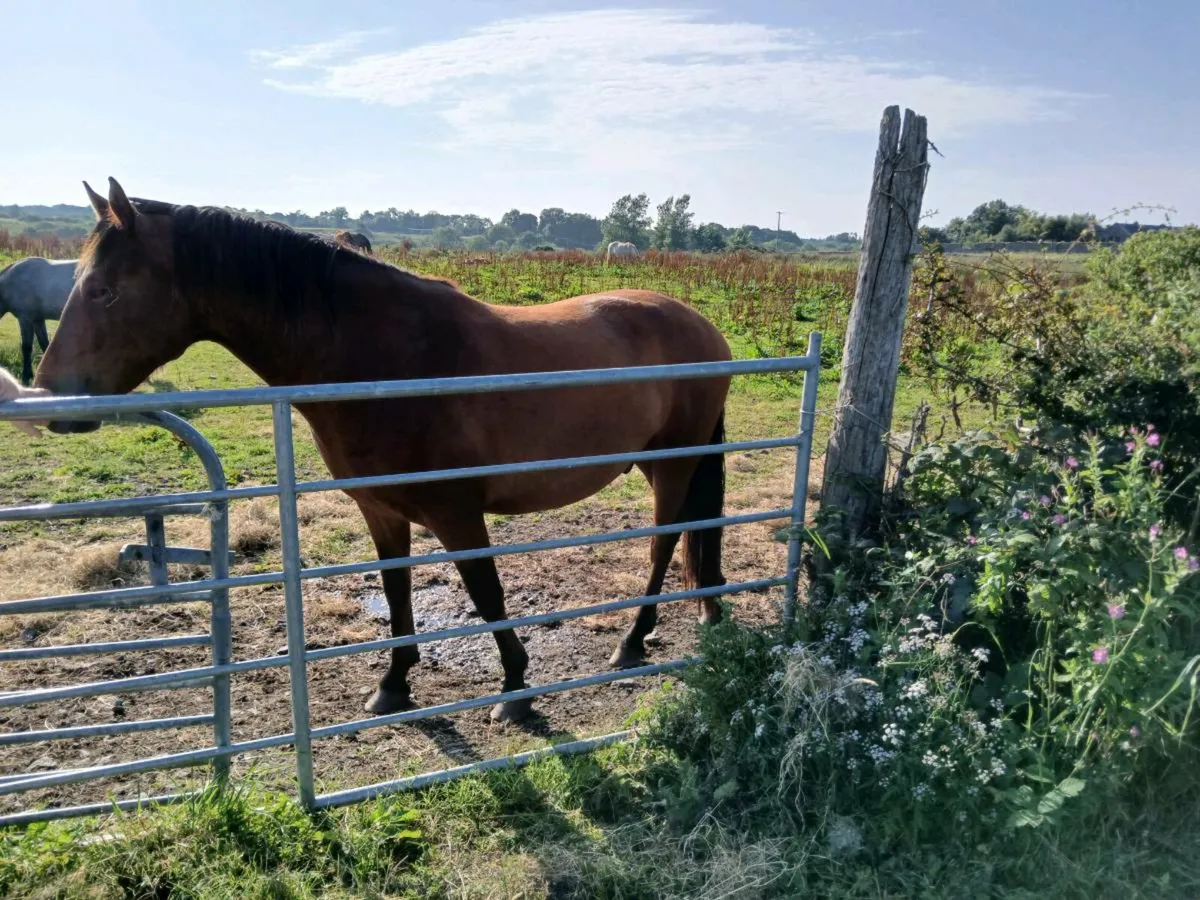 Ponys - Image 2