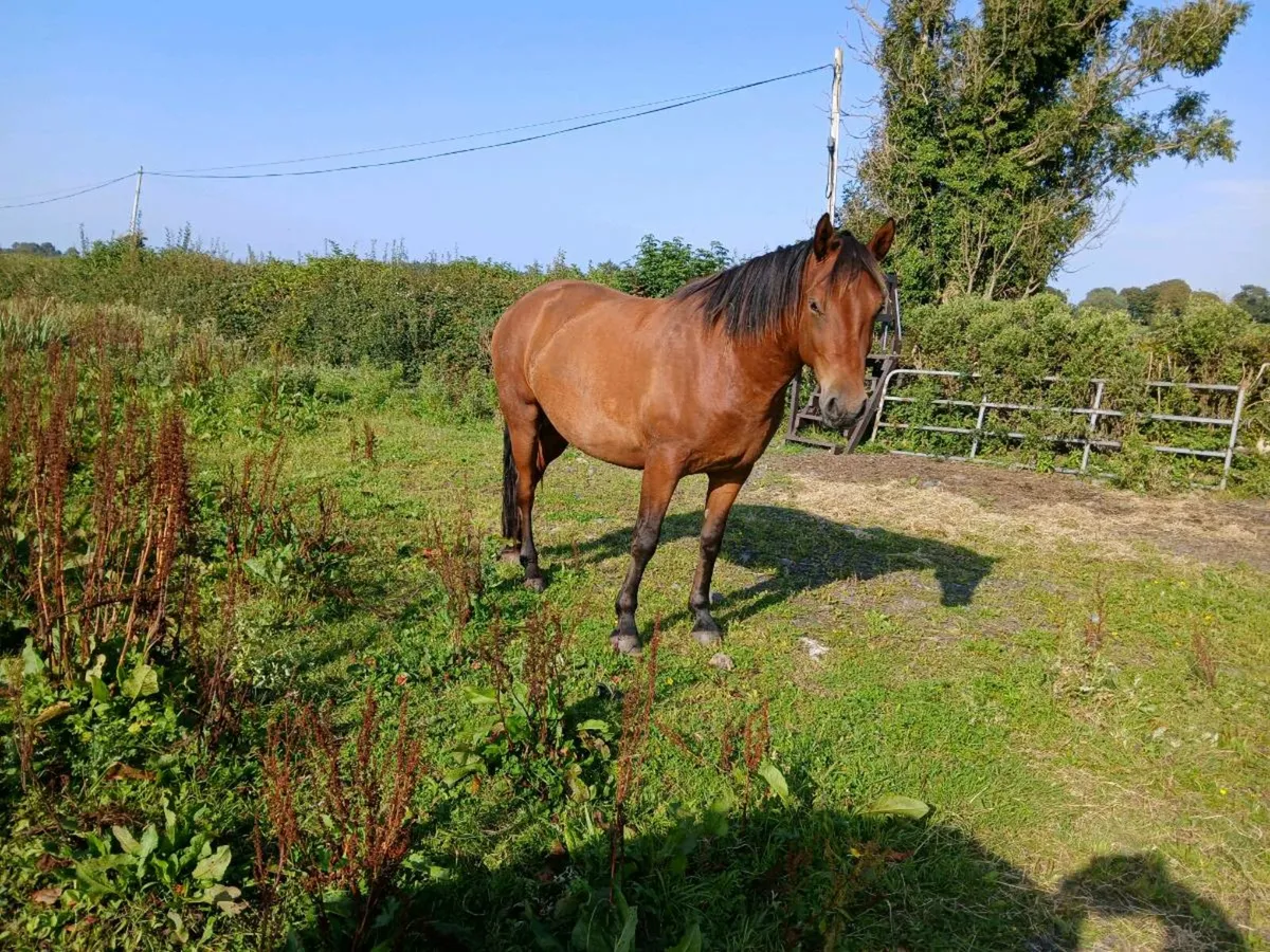 Ponys - Image 3