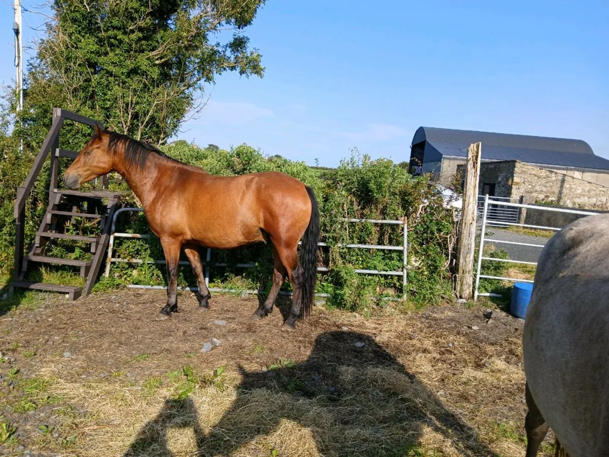 Ponys - Image 4