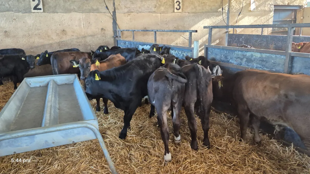 15 Quality Runner bulls for sale - Image 2