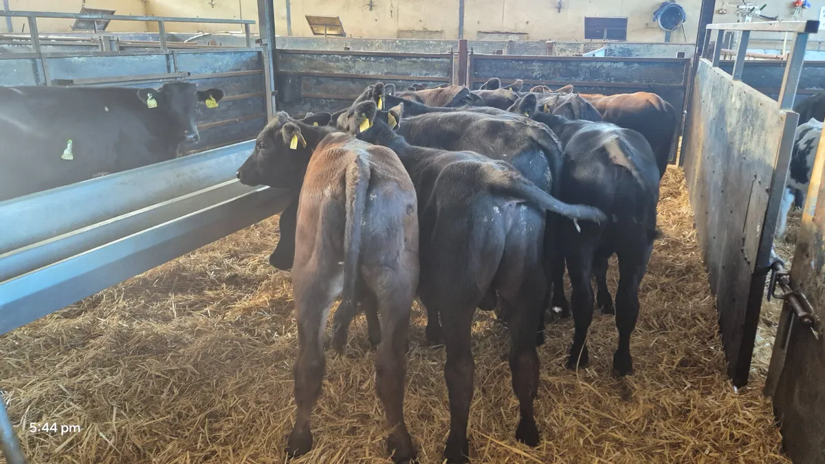15 Quality Runner bulls for sale - Image 4
