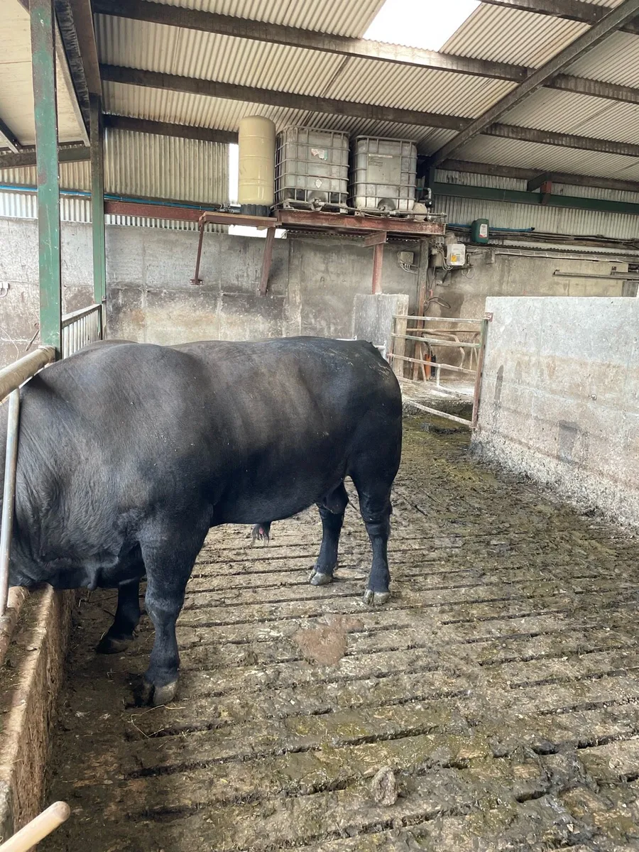 Angus bull - Image 1