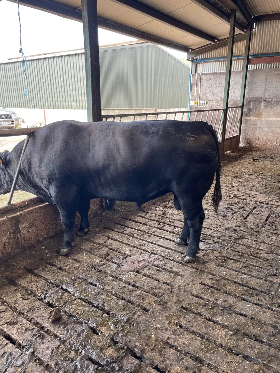 Angus bull - Image 3