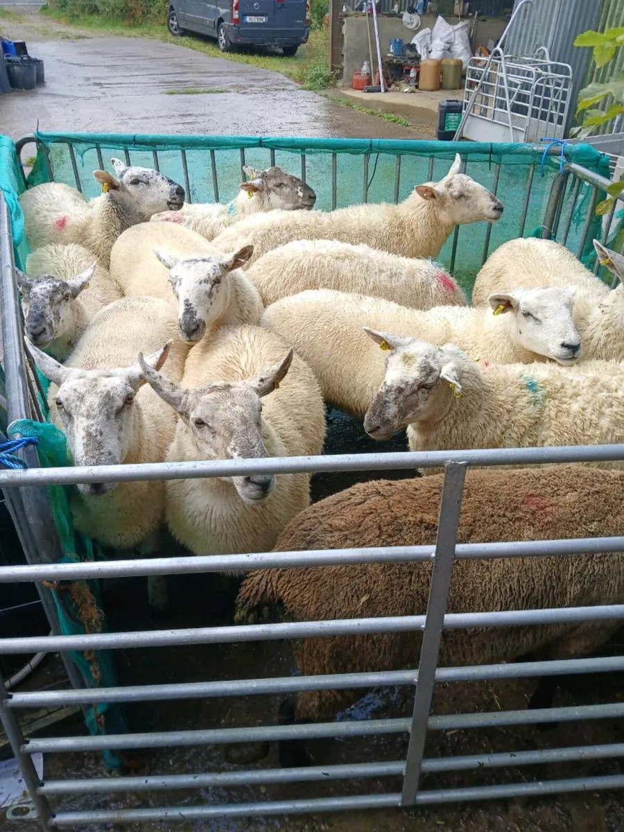 Organic hoggets at Macroom mart breeding sale - Image 1