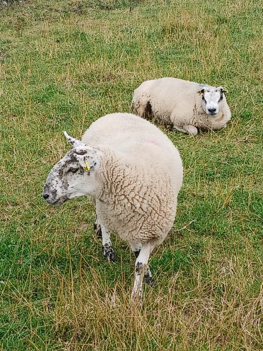 Organic hoggets at Macroom mart breeding sale - Image 2