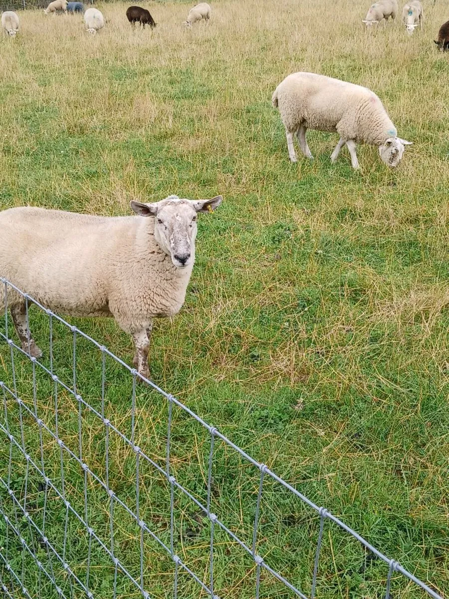 Organic hoggets at Macroom mart breeding sale - Image 3