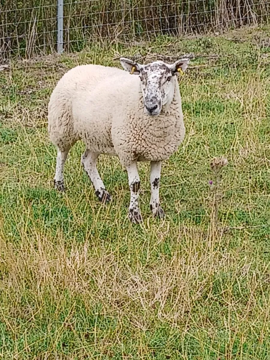 Organic hoggets at Macroom mart breeding sale - Image 4