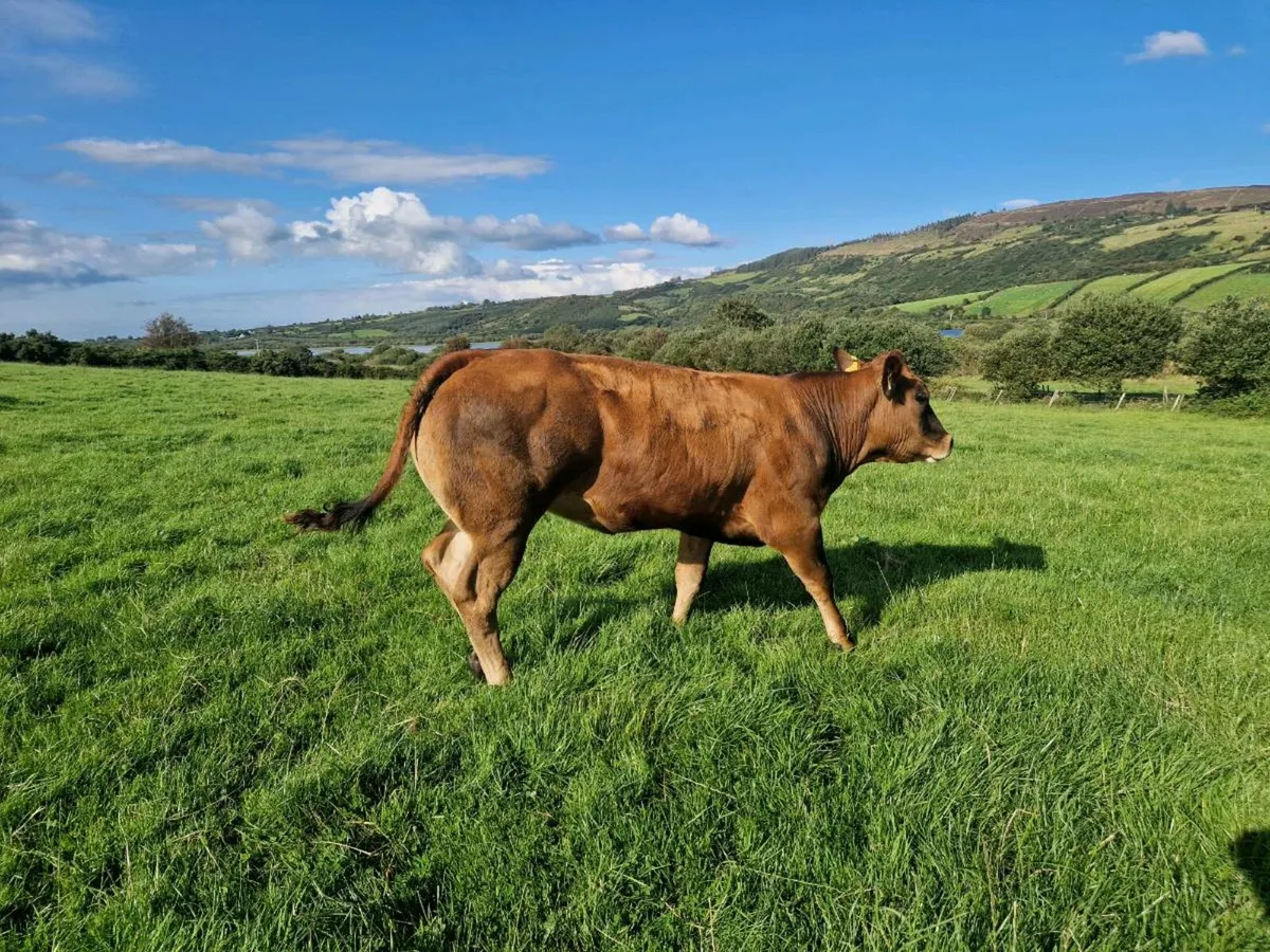 Breeding Heifer Blue/ Parthenaise - Image 4