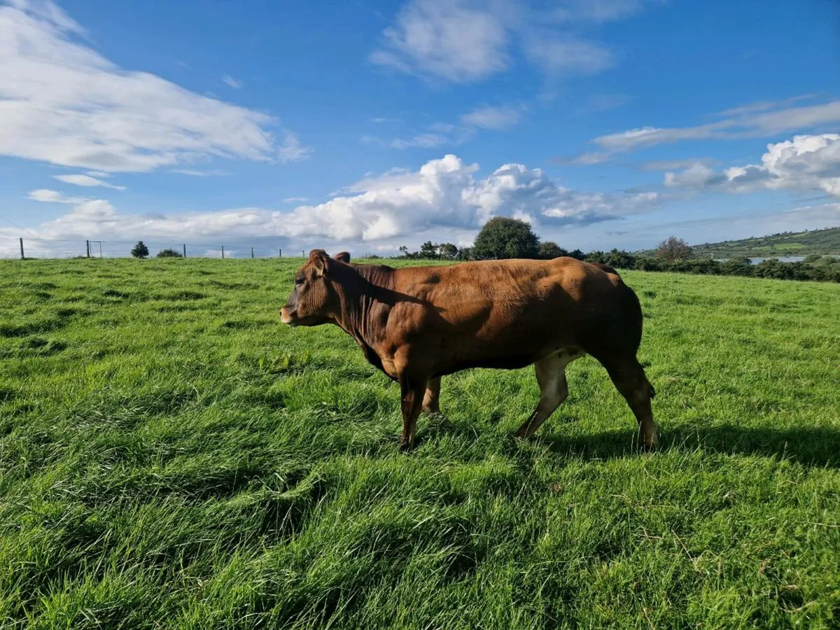 Breeding Heifer Blue/ Parthenaise - Image 2