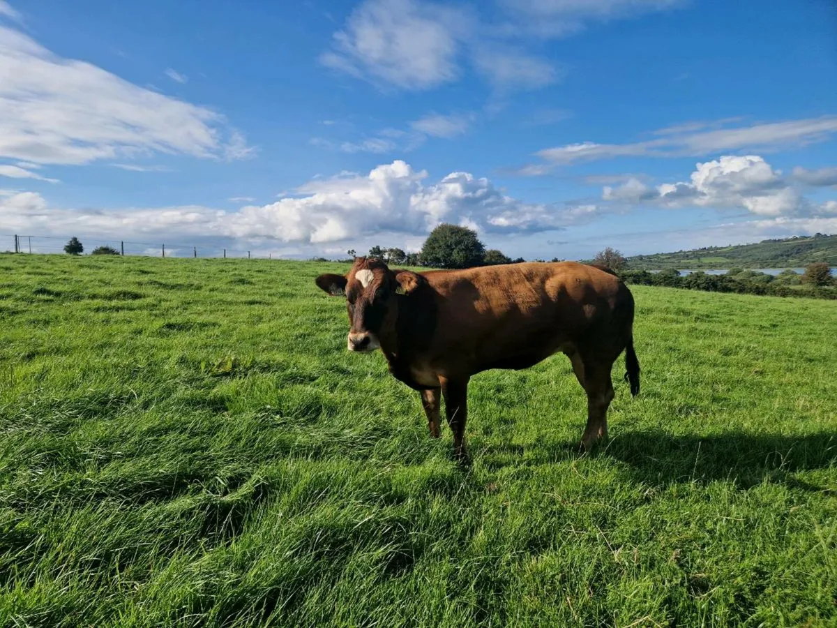 Breeding Heifer Blue/ Parthenaise - Image 1