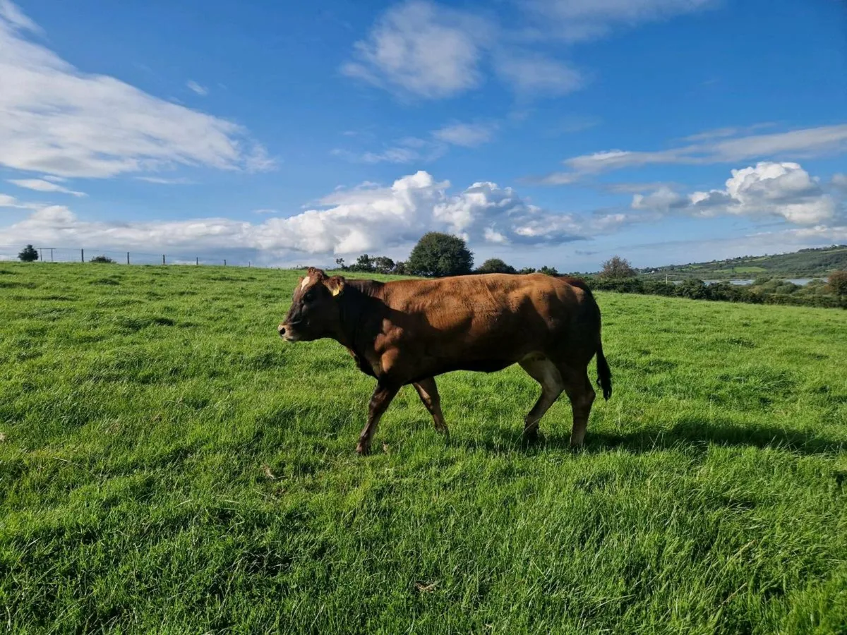 Breeding Heifer Blue/ Parthenaise - Image 3