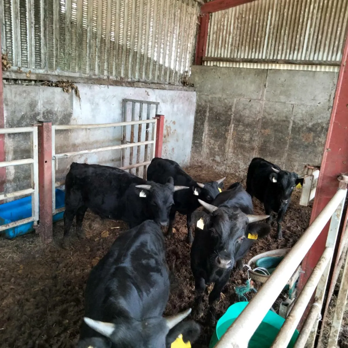 Dexter Bullocks - Image 2