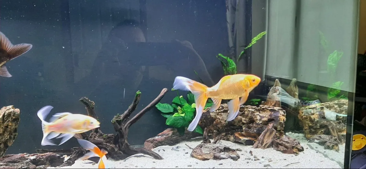 250 litre fish tank - Image 1