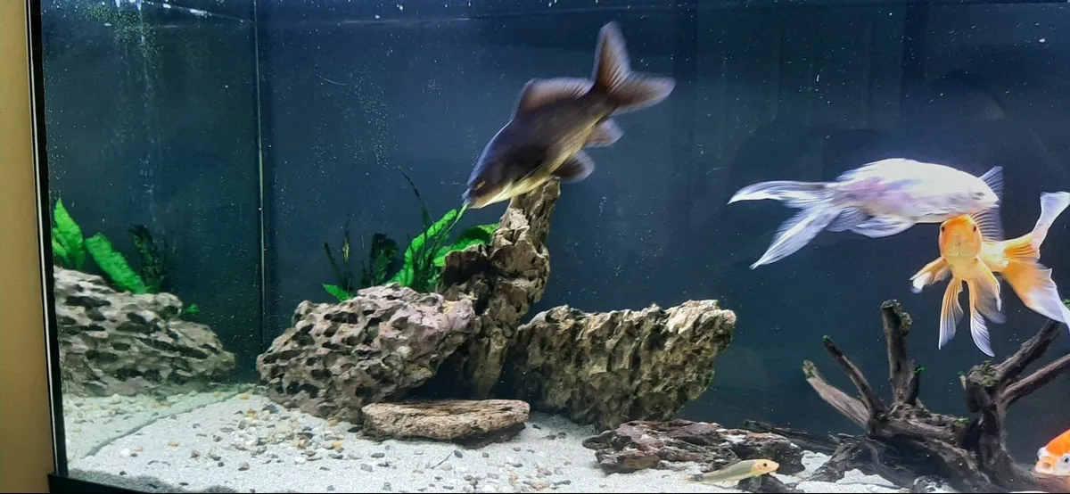 250 litre fish tank - Image 2