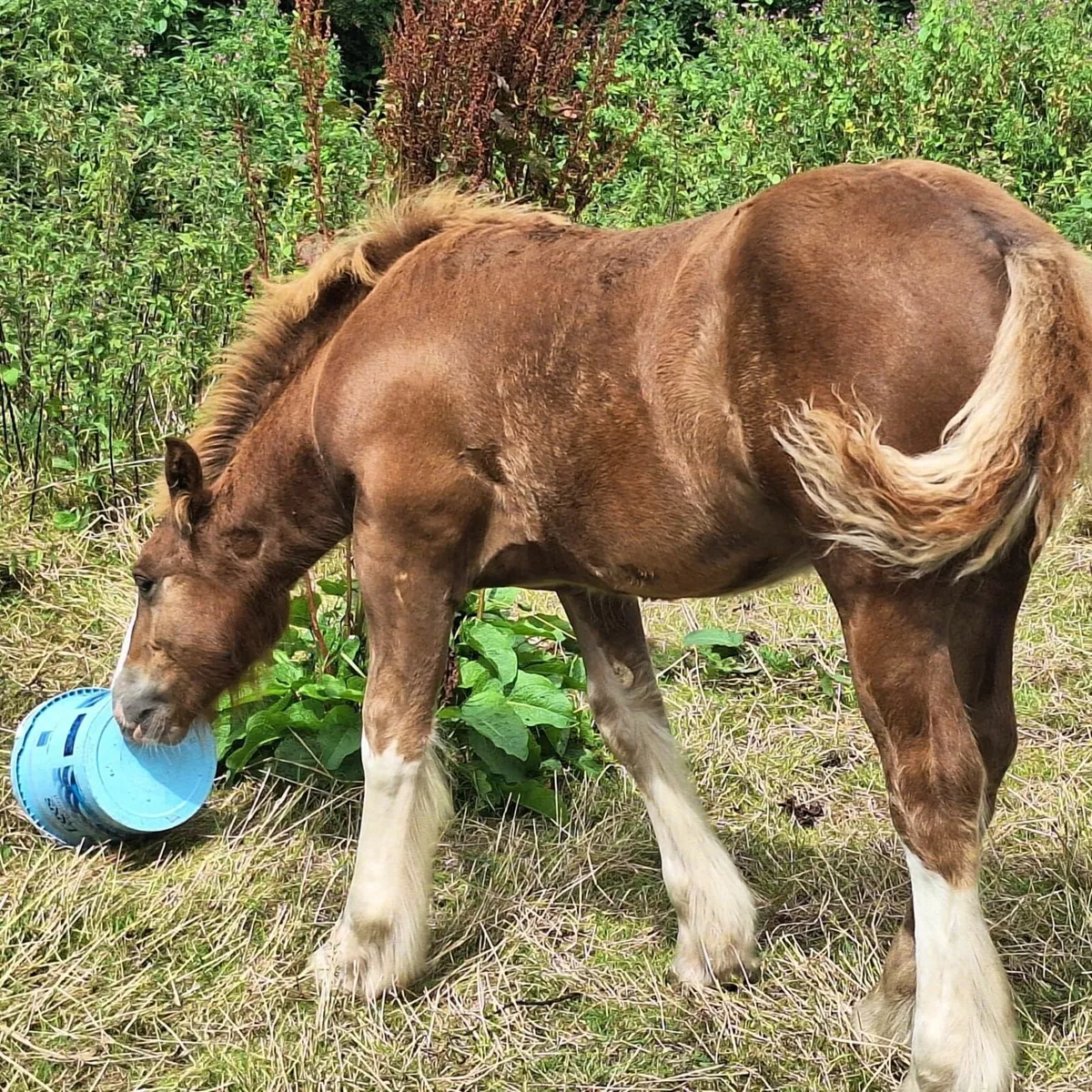 Stunning colt foal - Image 1