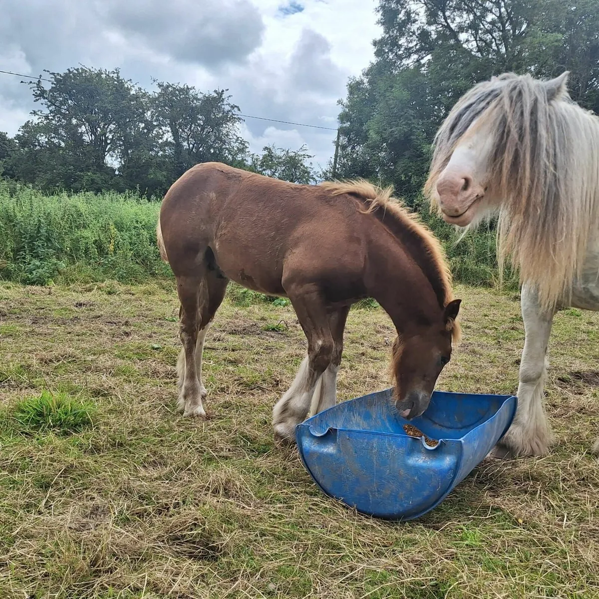 Stunning colt foal - Image 4
