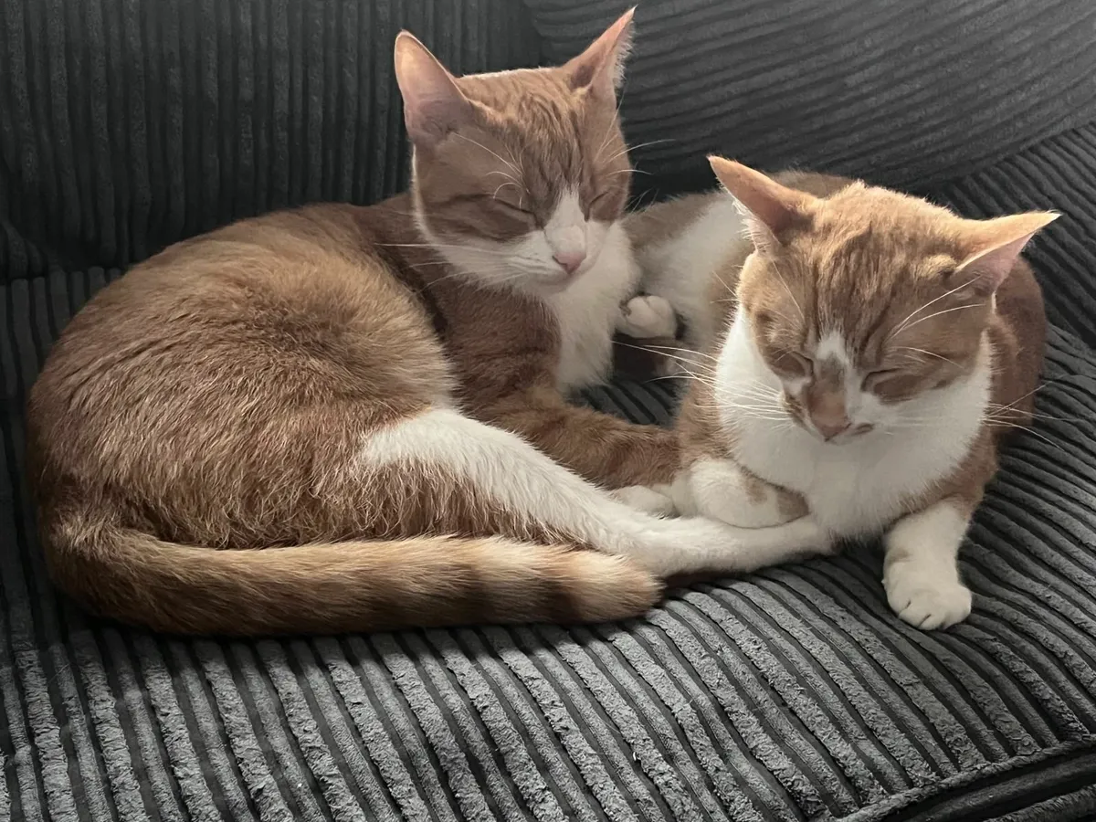 2 Ginger tabby cats, brother + sister 3 years old - Image 1