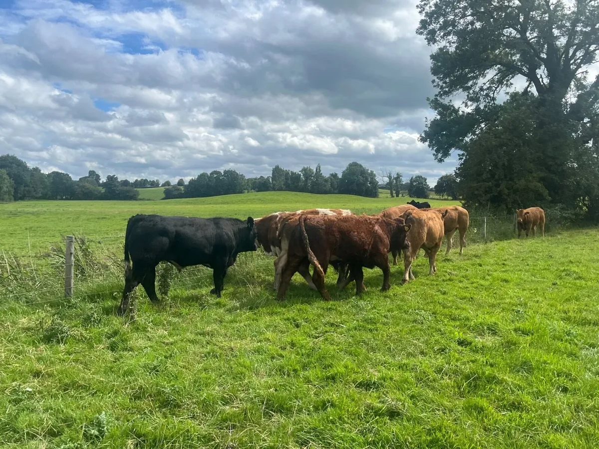 9 Super 450kg store bullocks - Image 2