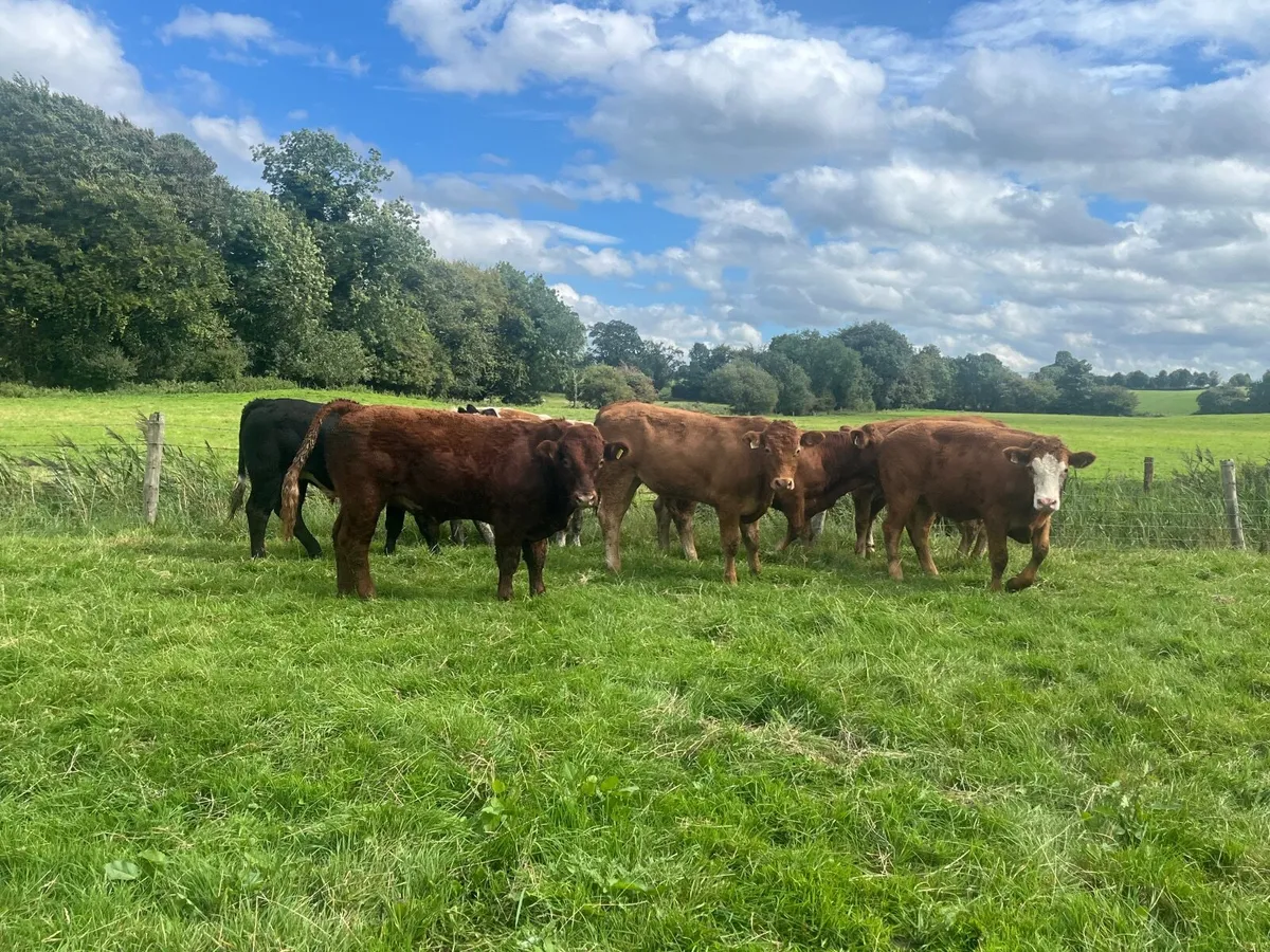 9 Super 450kg store bullocks - Image 3