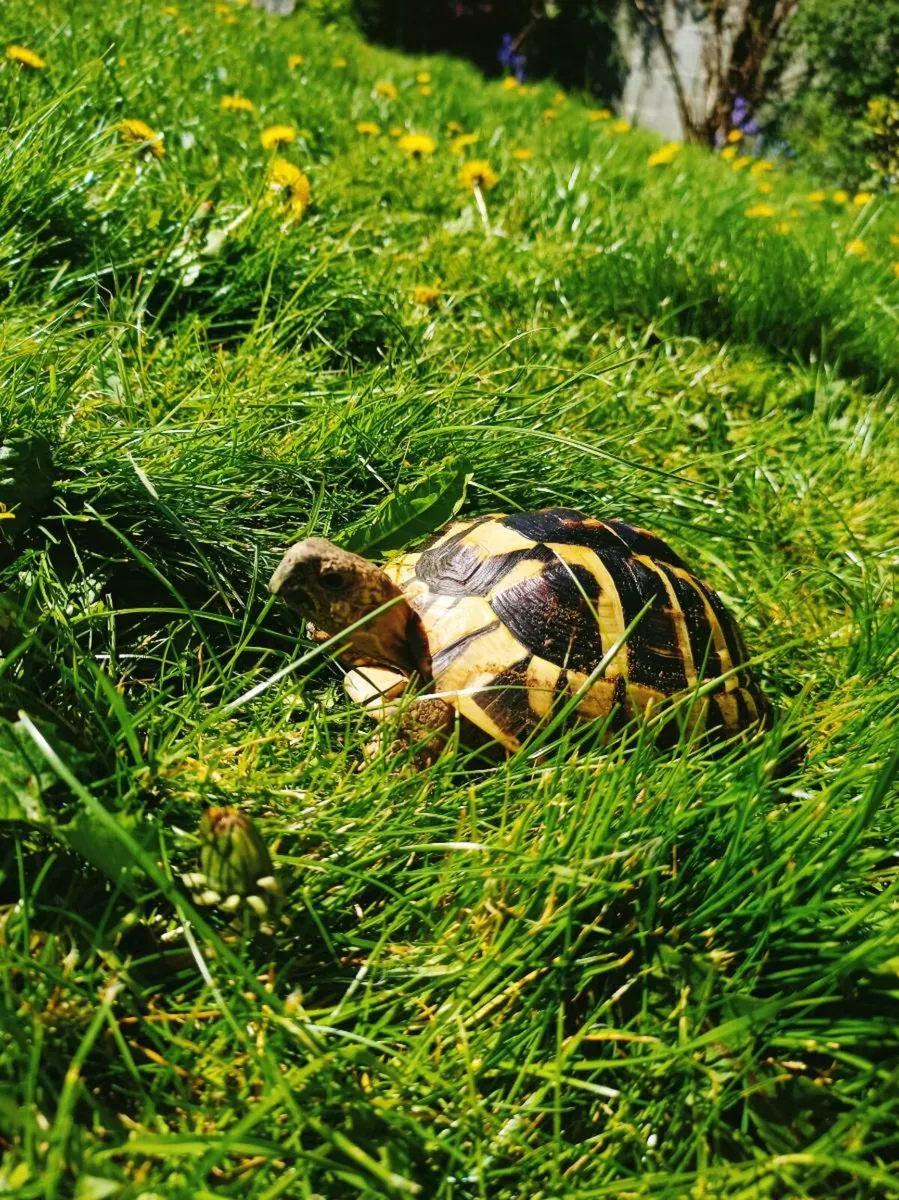 Hermann Tortoise - Image 1