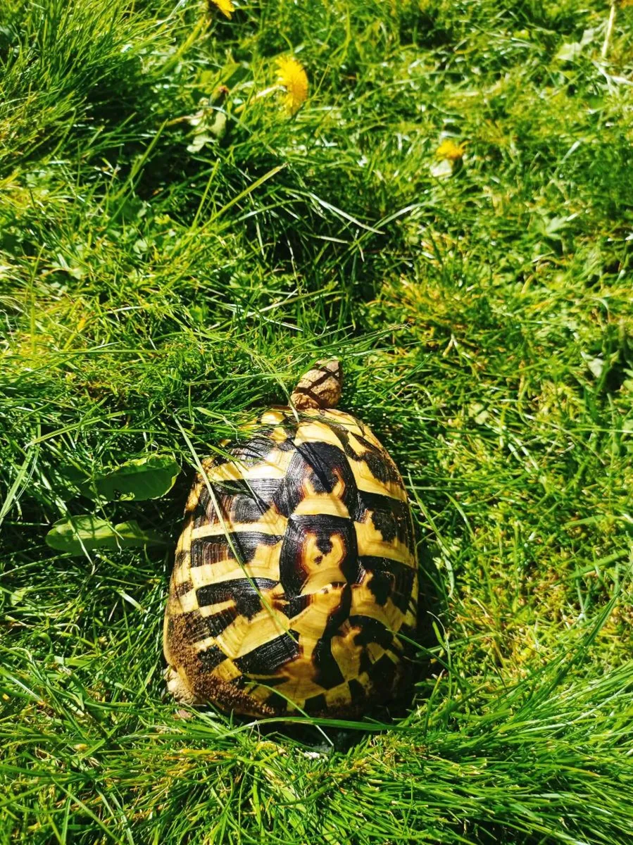 Hermann Tortoise - Image 2