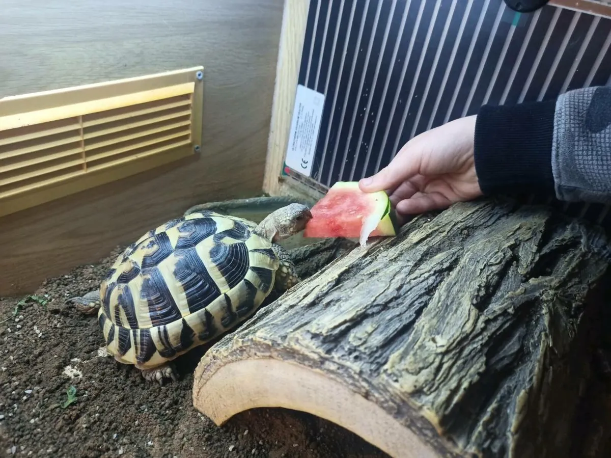 Hermann Tortoise - Image 3