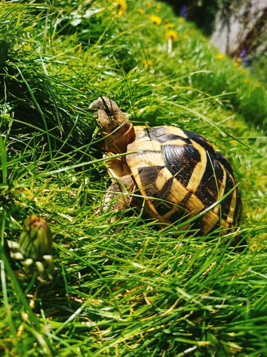 Hermann Tortoise - Image 4
