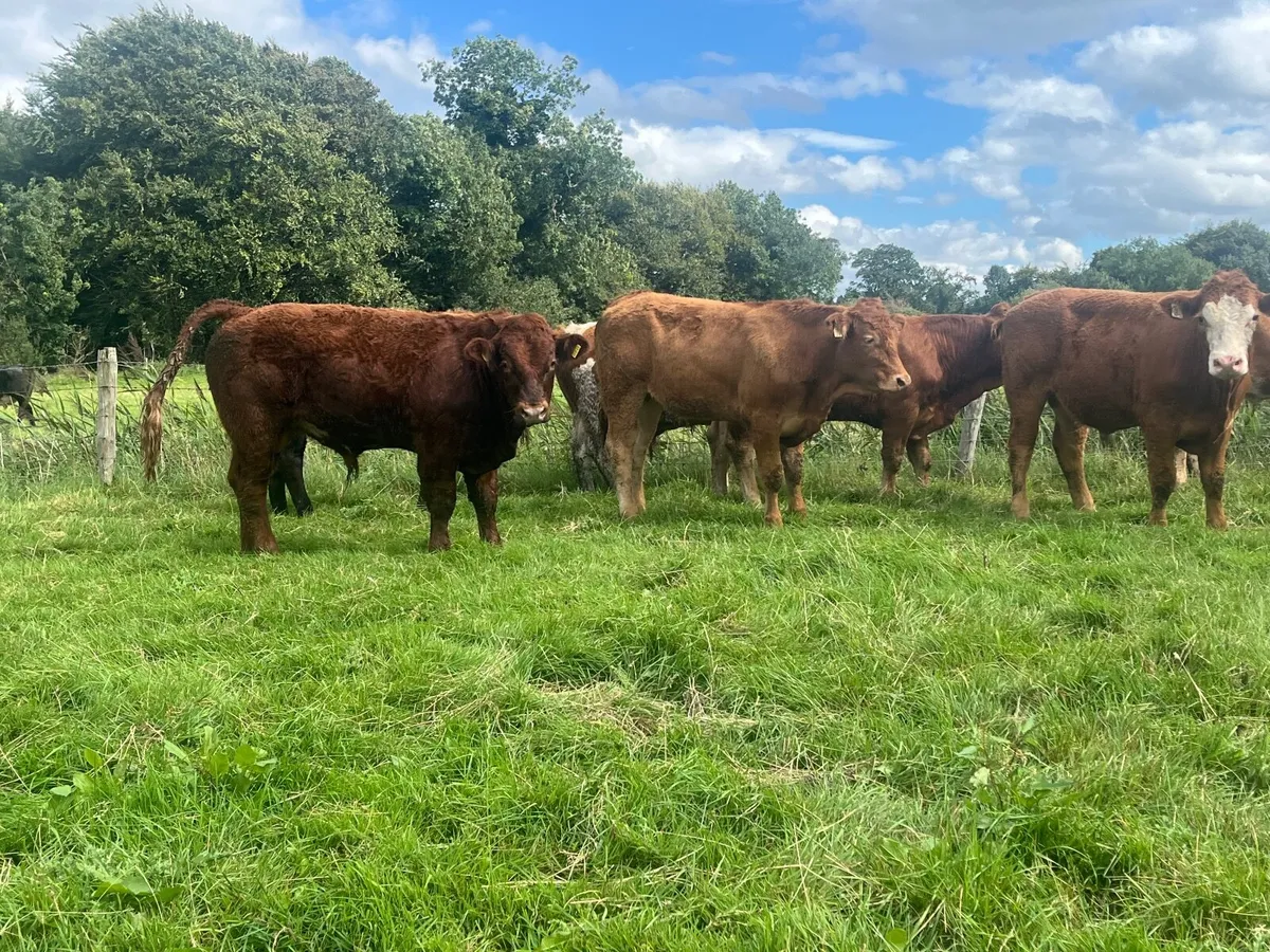 9 Super 450kg store bullocks - Image 4