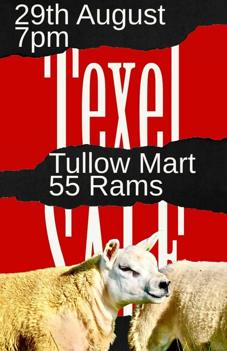 Irish Texel Tullow Ram Sale