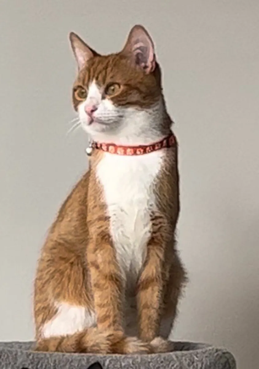 2 Ginger tabby cats, brother + sister 3 years old - Image 2