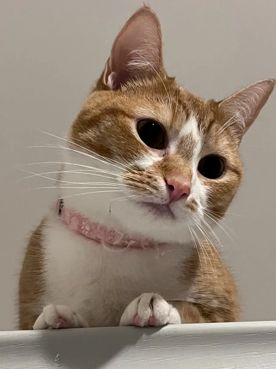 2 Ginger tabby cats, brother + sister 3 years old - Image 3