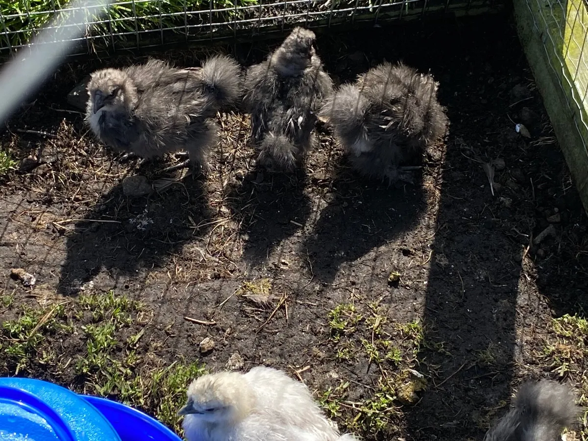 Silkie chicks - Image 1