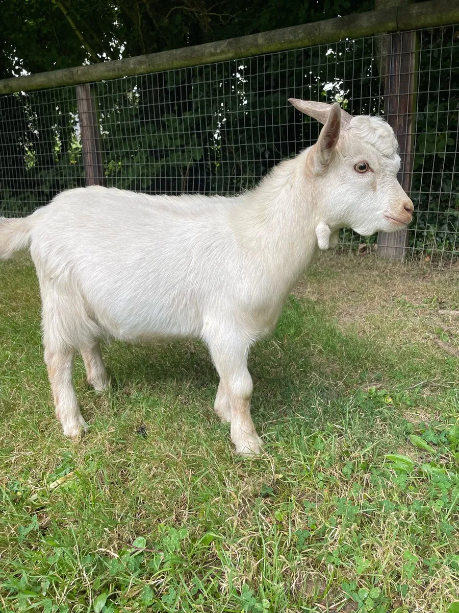 Male Pygmy Goats - Image 2