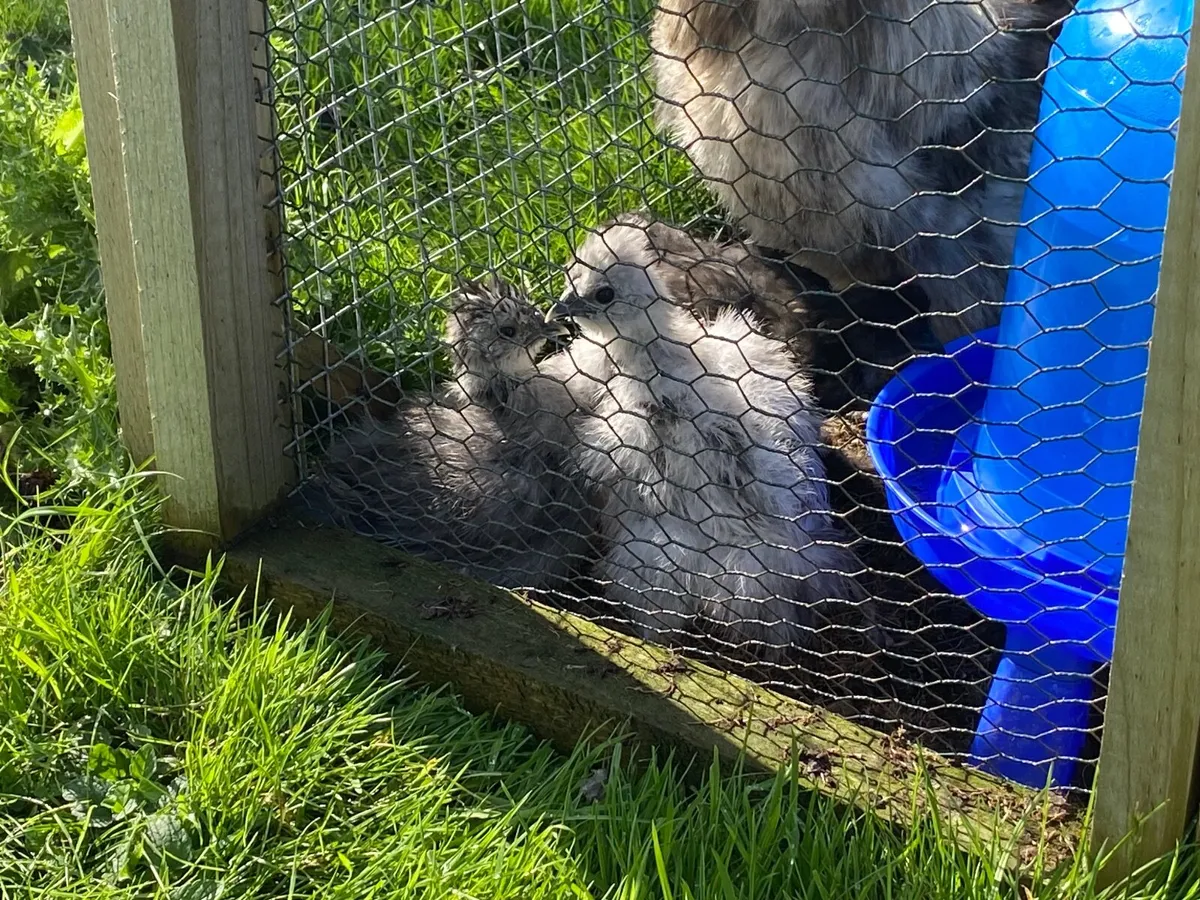 Silkie chicks - Image 3