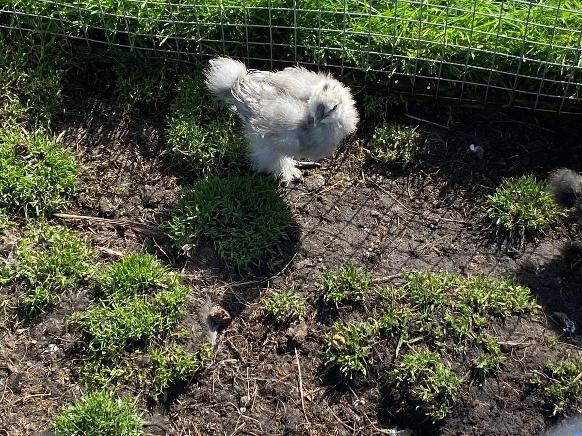 Silkie chicks - Image 4
