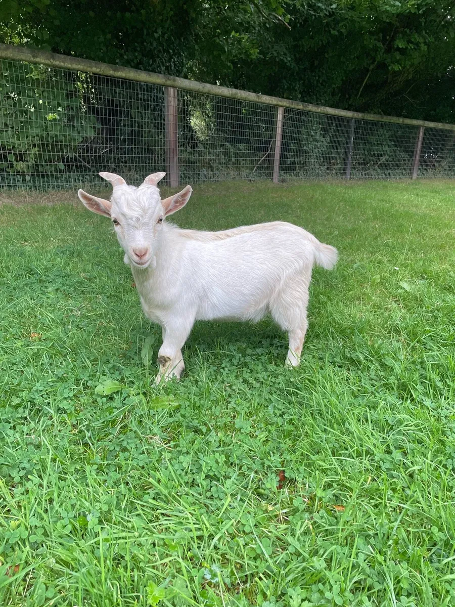 Male Pygmy Goats - Image 3