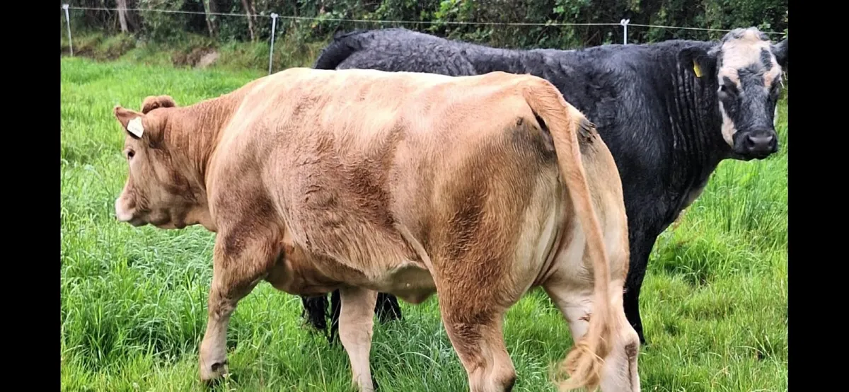 Breeding Heifers LM x SIM x BB  Balla 30 Aug - Image 1