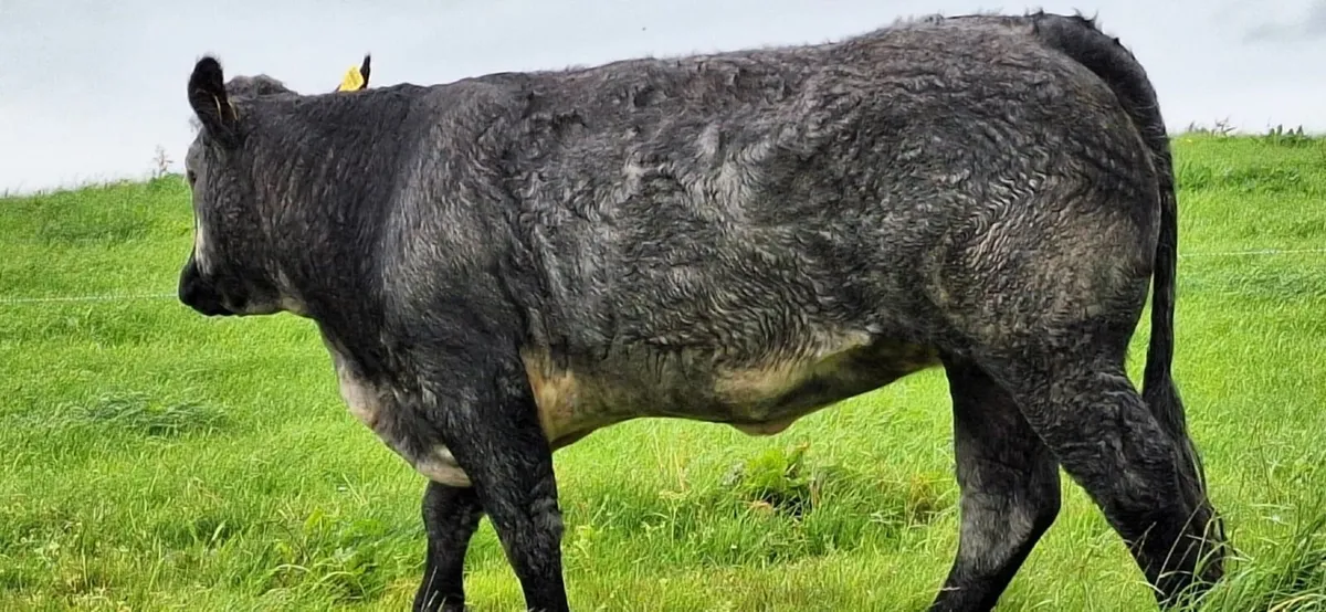 Breeding Heifers LM x SIM x BB  Balla 30 Aug - Image 2