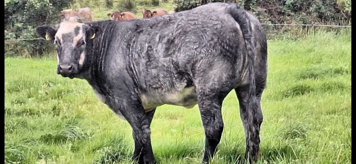 Breeding Heifers LM x SIM x BB  Balla 30 Aug - Image 3