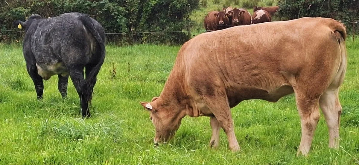 Breeding Heifers LM x SIM x BB  Balla 30 Aug - Image 4