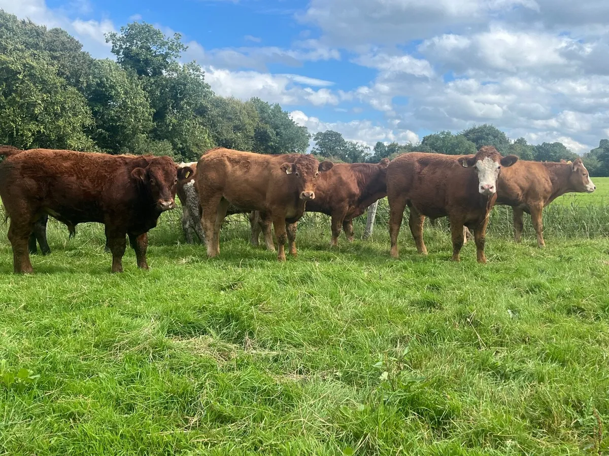 9 Super 450kg store bullocks - Image 1