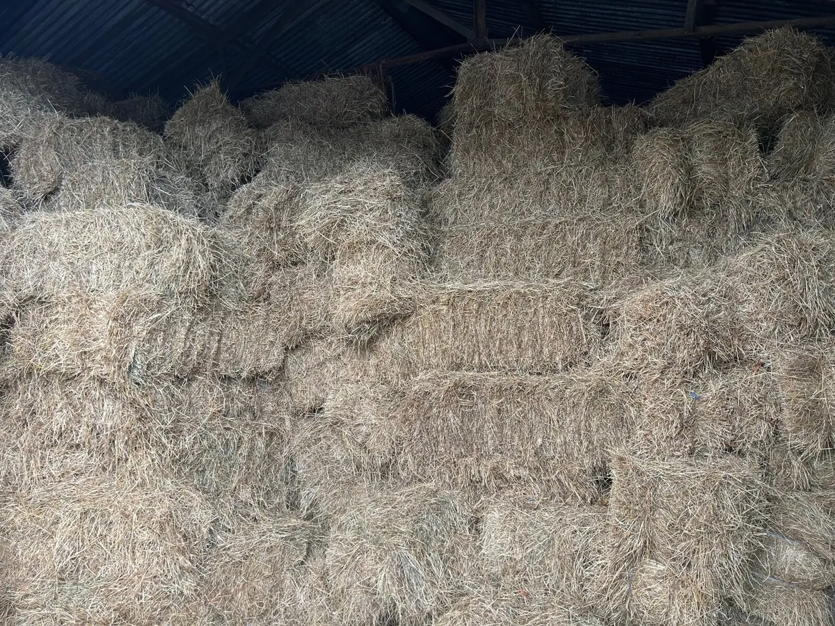 Hay