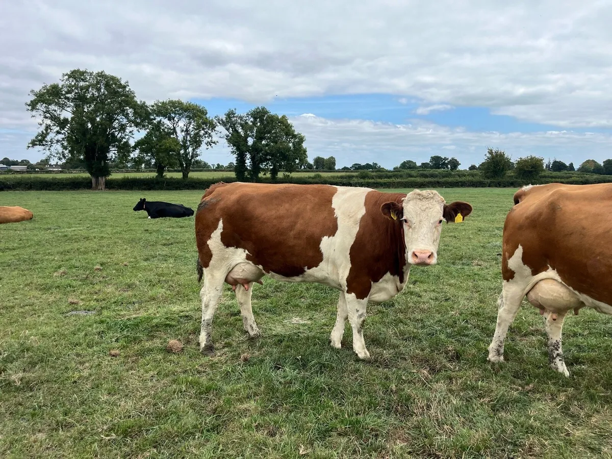 Fleckvieh Cow - Image 1