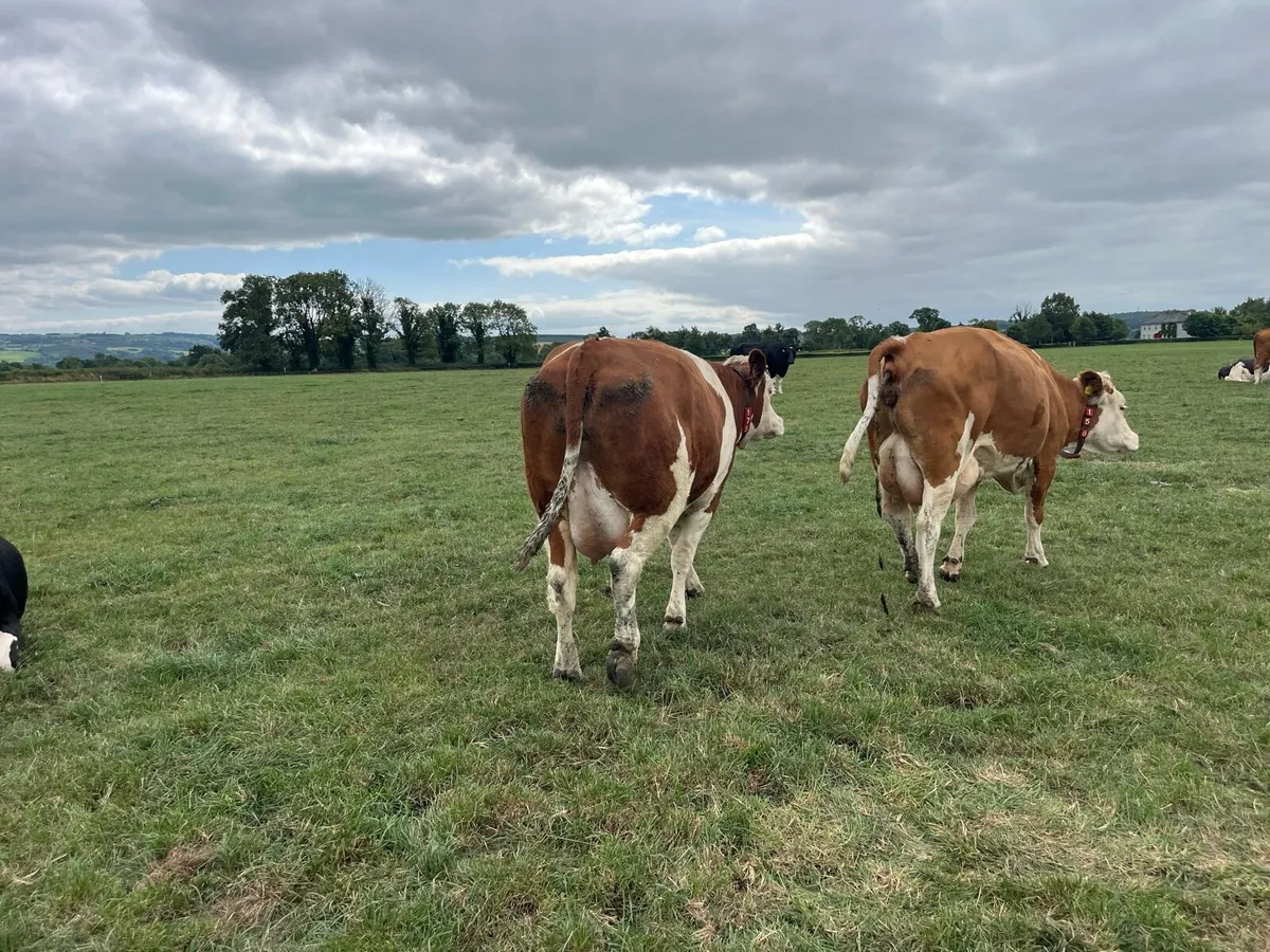 Fleckvieh Cow - Image 2