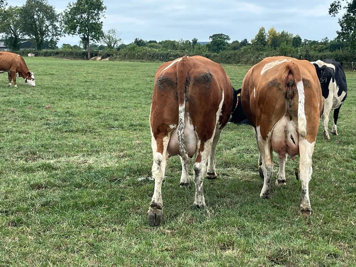 Fleckvieh Cow - Image 3