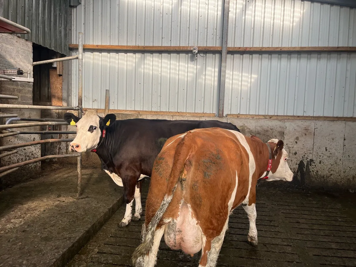Fleckvieh Cow - Image 4