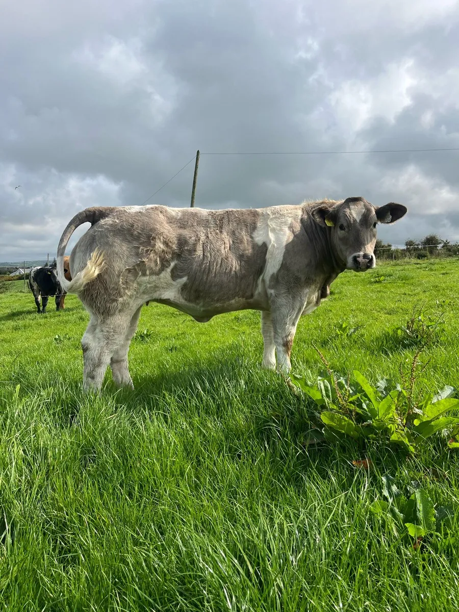 Two heifers going to Ennis show and sale Tomorrow - Image 1