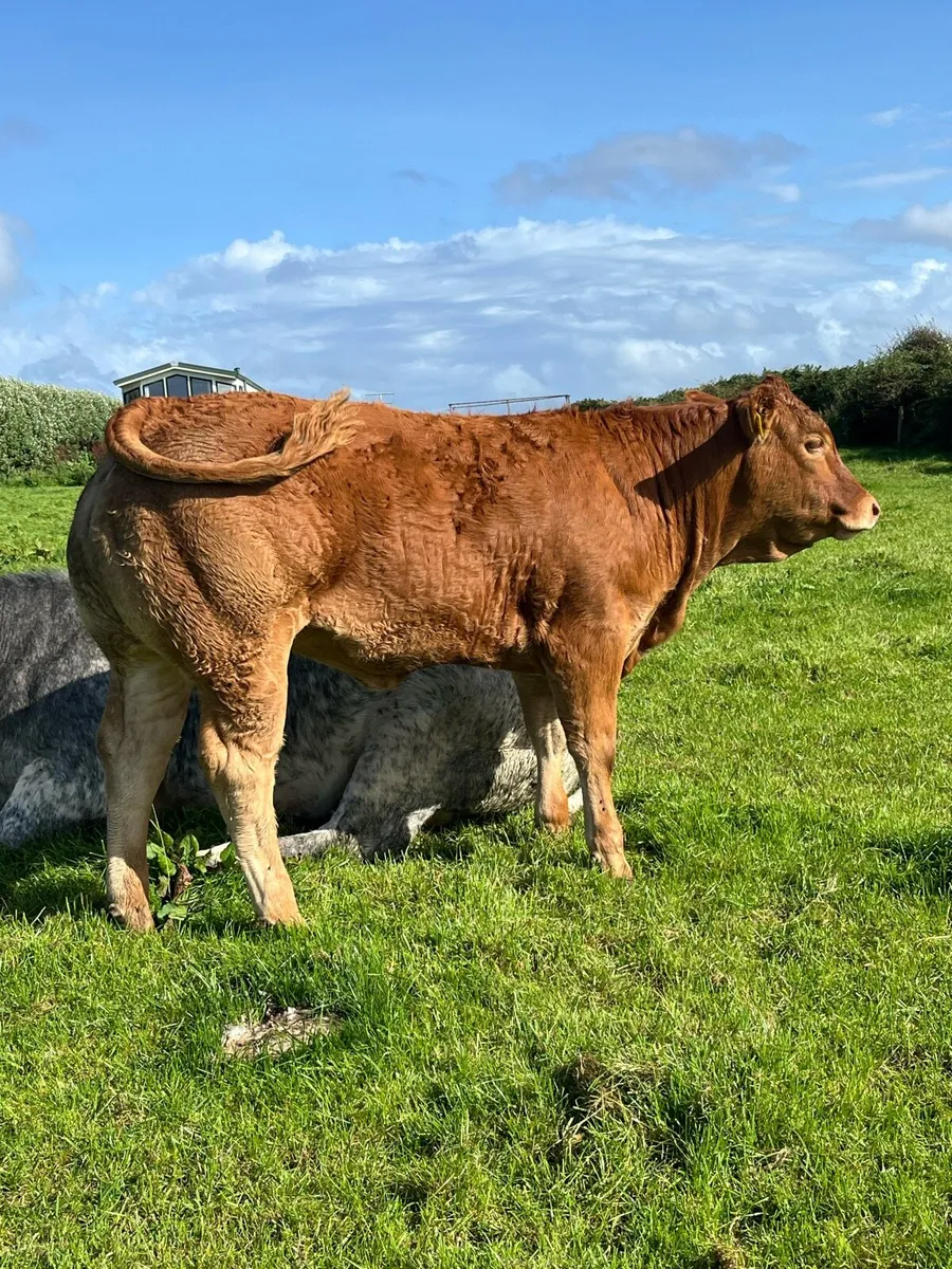Two heifers going to Ennis show and sale Tomorrow - Image 2