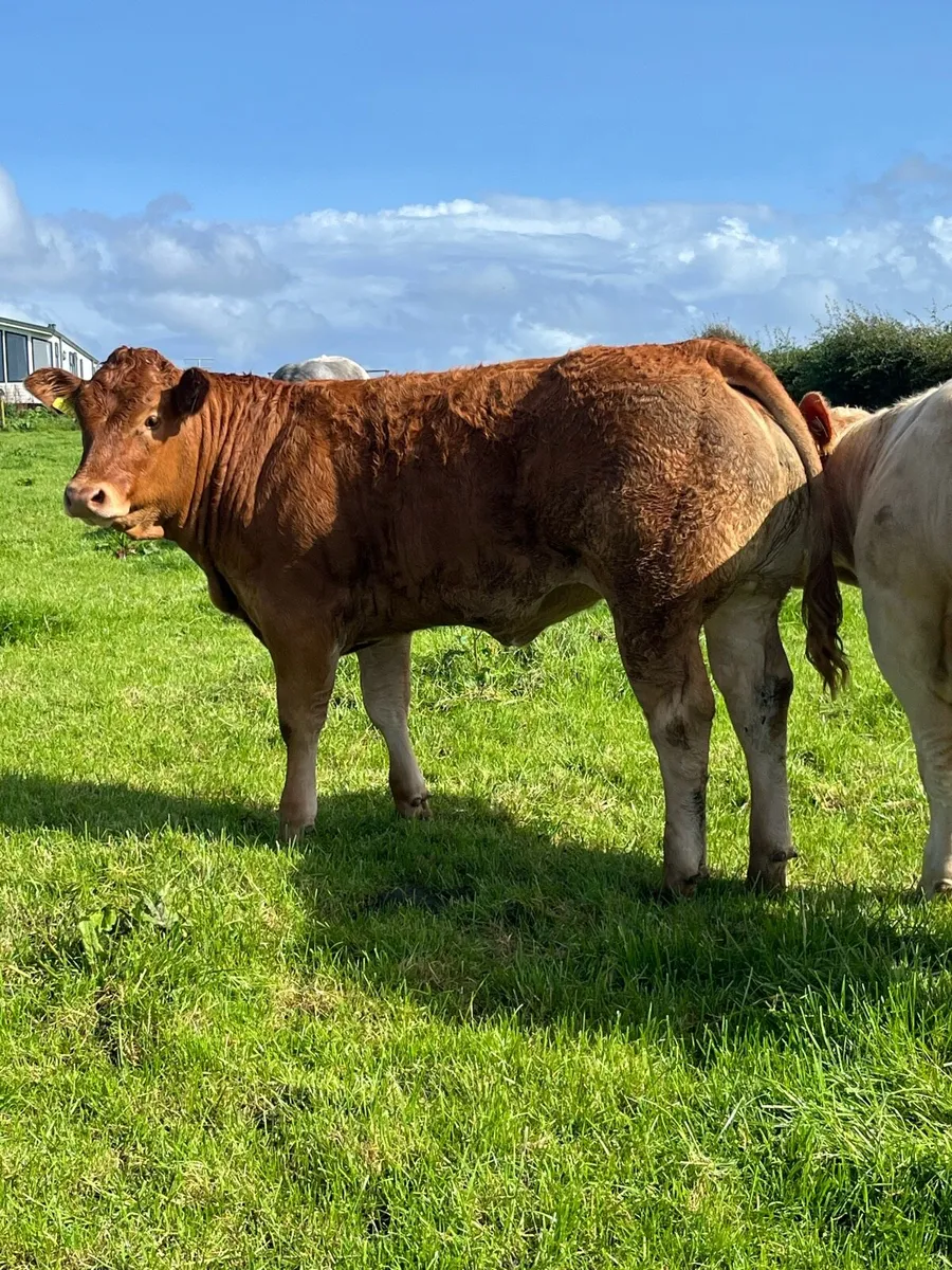 Two heifers going to Ennis show and sale Tomorrow - Image 3