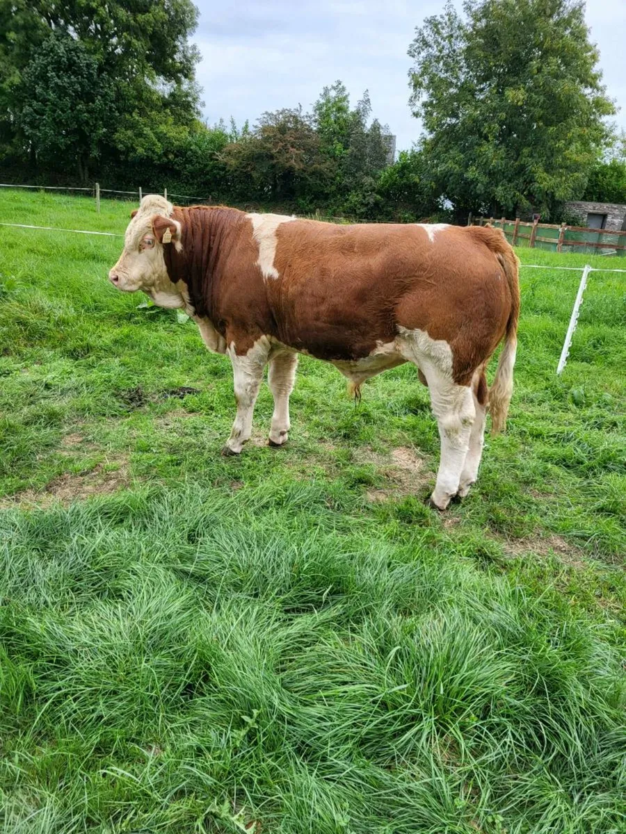 PB Simmental Bull - Image 1